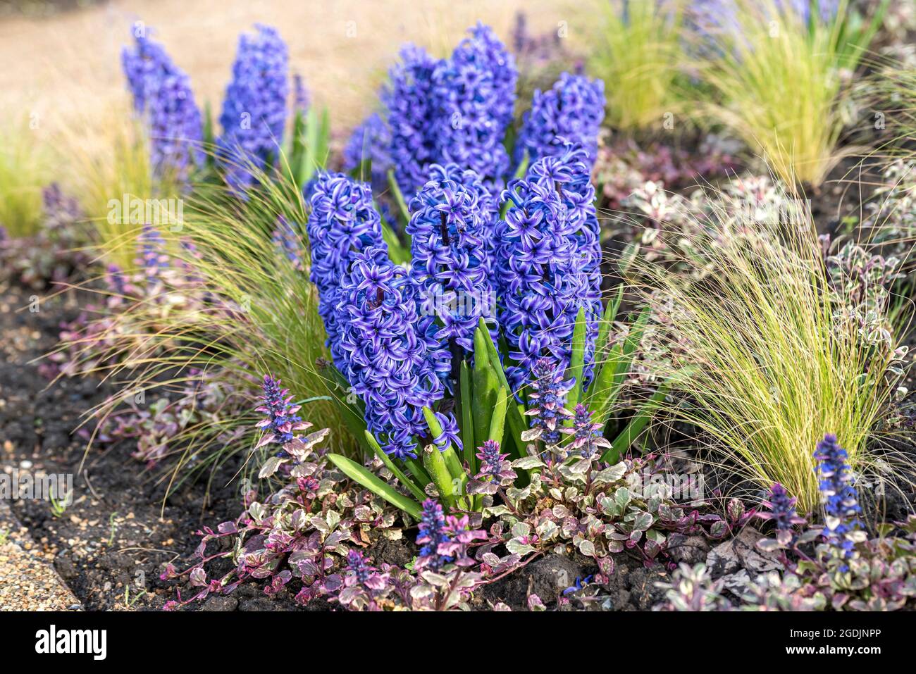 Jacinthe (Hyacinthus orientalis 'Blue Jacket', Hyacinthus orientalis Blue Jacket), blühende, kultivierte blaue Jacke Stockfoto