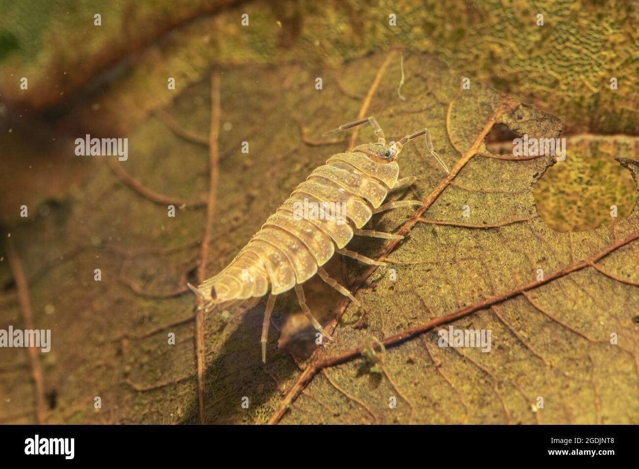 Süßwasser-Waldlaus, Wasserlaus, Wasserbug, Wasserhoglaus (Asellus aquaticus), auf gefallenes Blatt, Deutschland Stockfoto