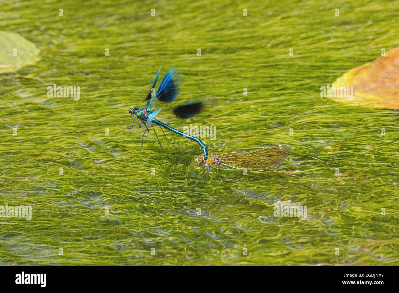 Gebänderte schwarzflügel, gebänderter agrion, gebänderte demoiselle (Calopteryx splendens, Agrion splendens), Männchen zieht das untergetauchte Weibchen nach dem Ei aus dem Wasser Stockfoto