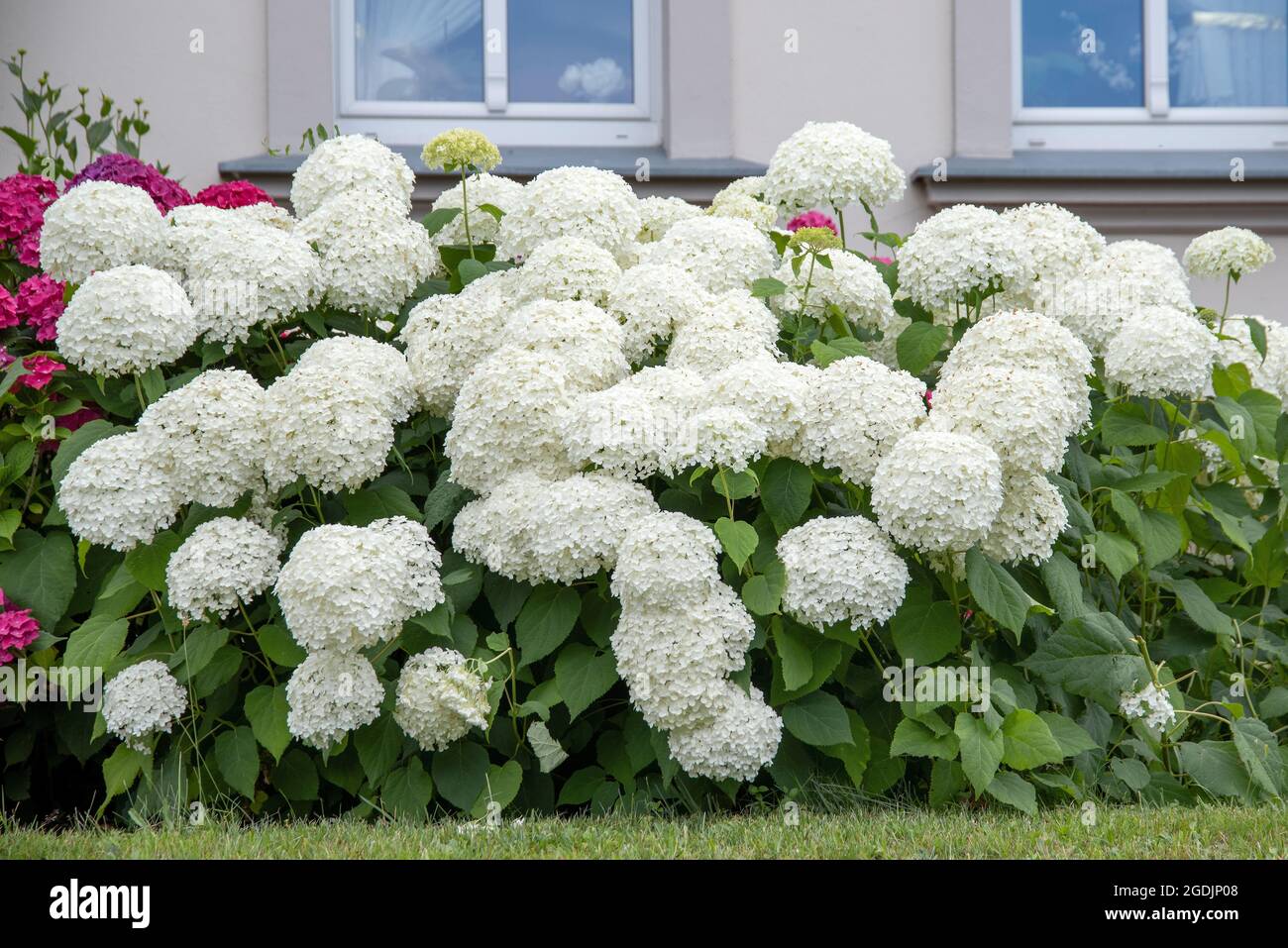 Wilde Hortensien (Hortensia arborescens 'Annabelle', Hortensia