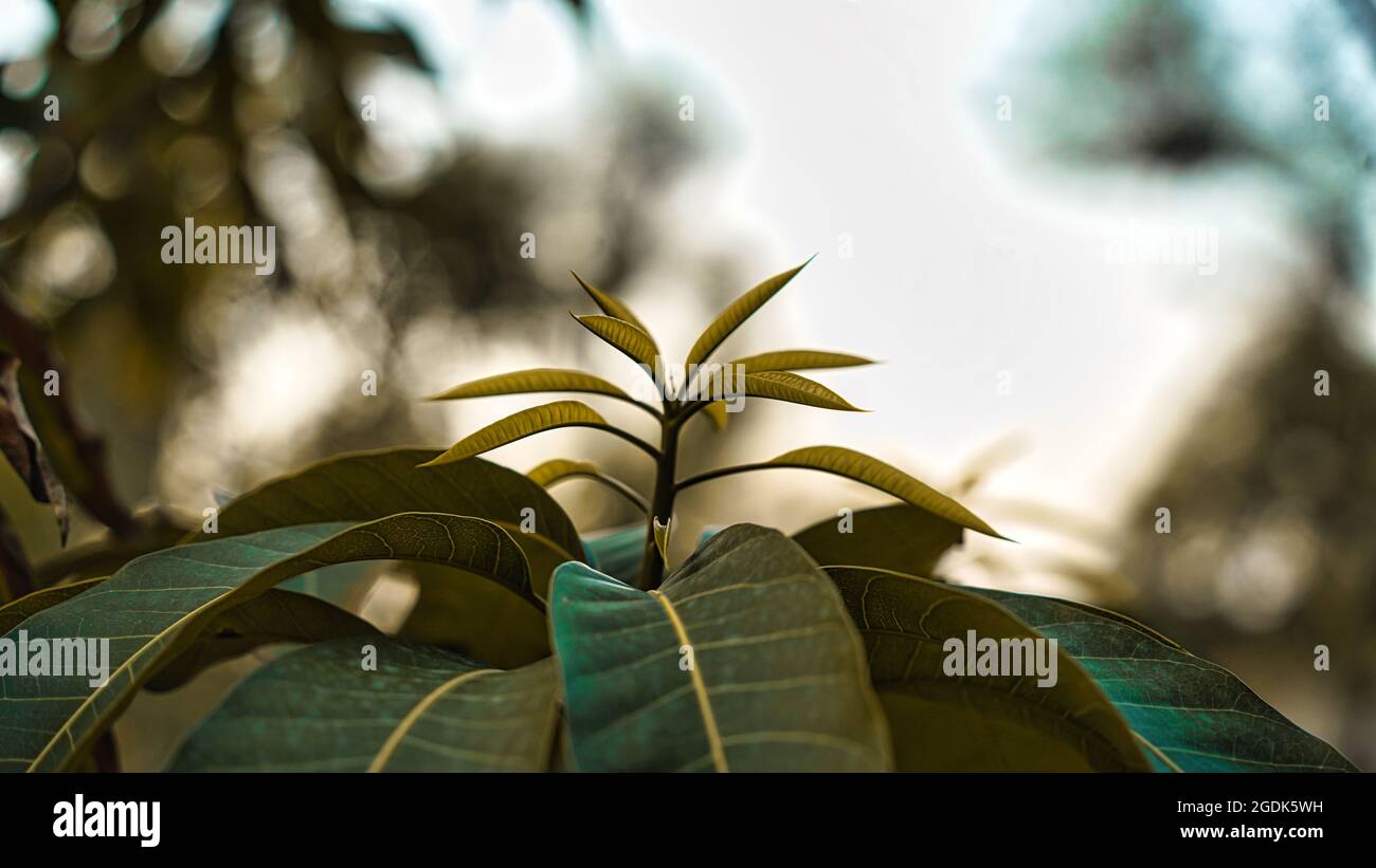 Abends geschossen, Mangobaum mit jungen Blättern, die gerade geblüht sind, mit einer rötlichen Farbe, die allmählich grün wird. Stockfoto