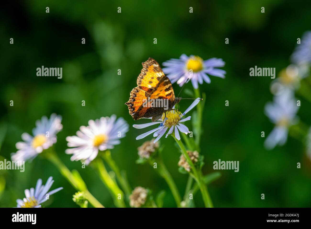 Ein wunderschöner Schmetterling flog in den Blumengarten Stockfoto