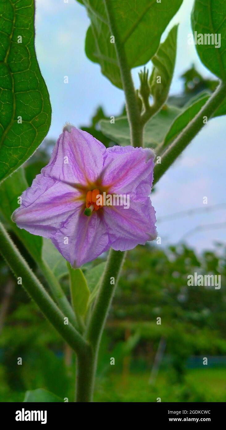 Blumen Stockfoto