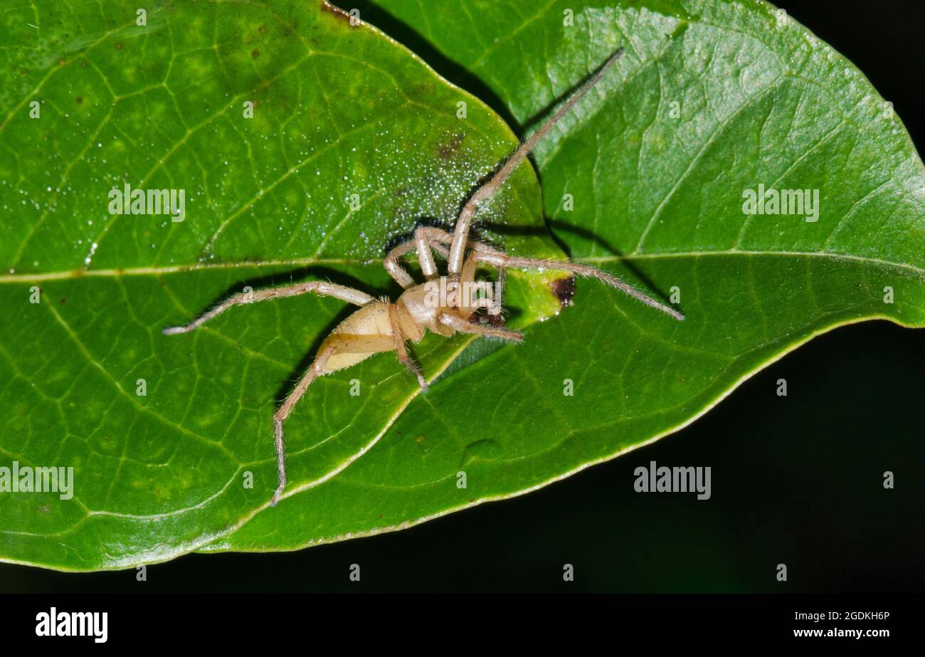 Gelbe Beutelspinne (Cheiracanthium) auf einer Crepe Myrtle Leaf Jagd in der Nacht in Houston, TX. Stockfoto