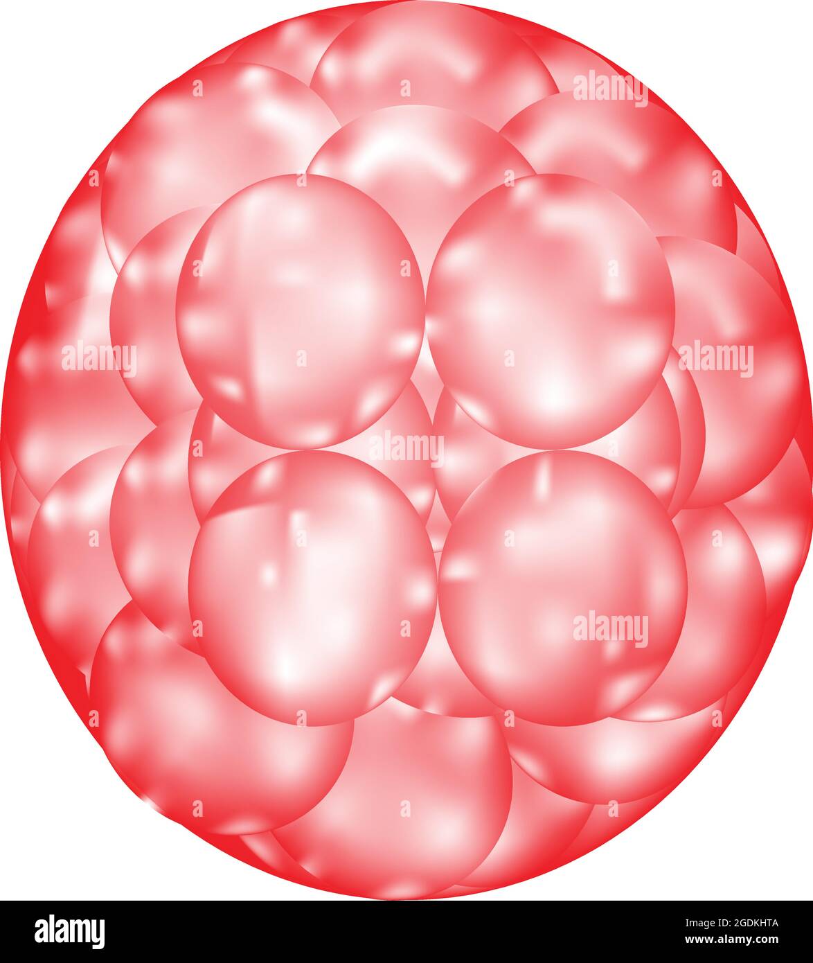 Morula-Struktur, feste Masse von Blastomeren, die aus einer Reihe von Spaltungen einer Zygote oder befruchteten Eizelle resultieren Stock Vektor