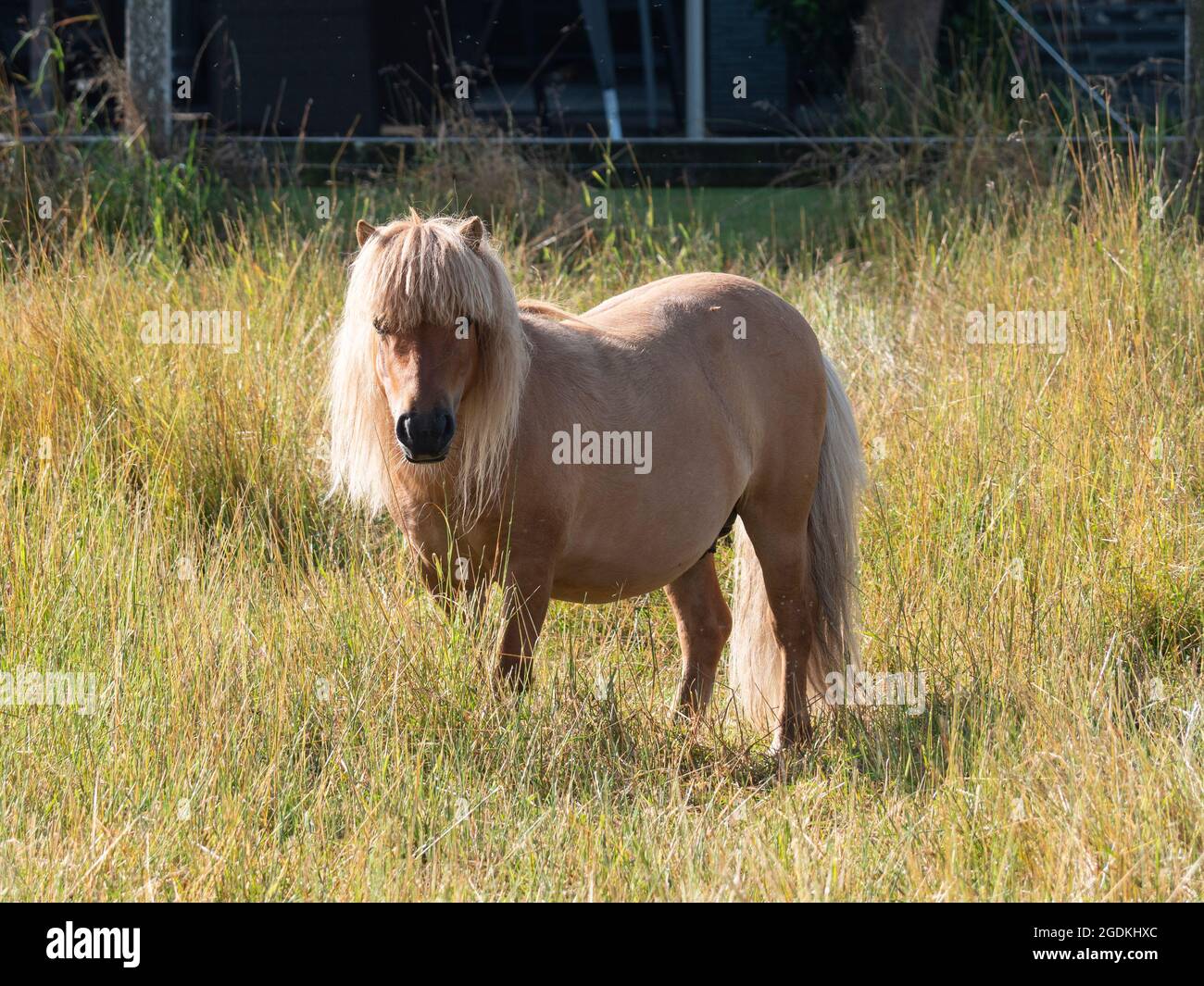 Pastell Palomino Shetland Pony in Hochweidengras Stockfoto