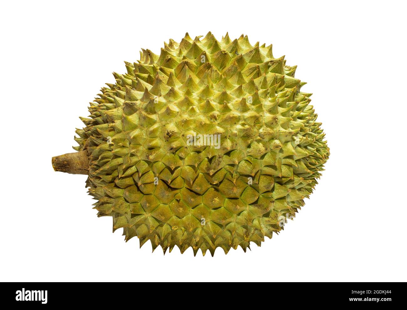 Durian, der beliebteste Fruchtkönig in Thailand, ist sehr beliebt. Es riecht schlecht, aber es schmeckt süß. Beschneidungspfad. Stockfoto