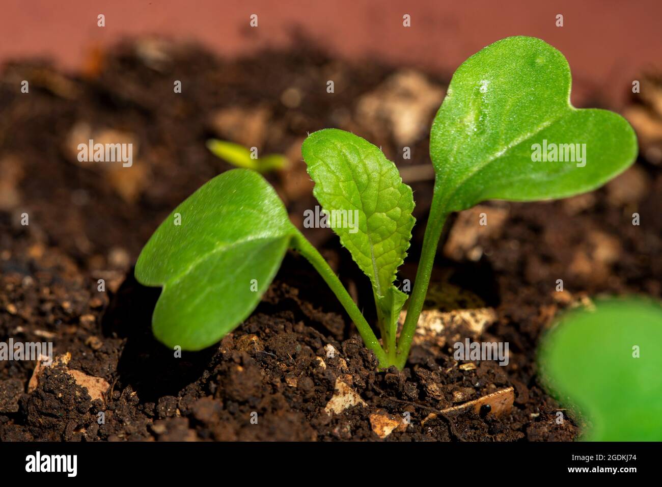 Nahaufnahme von jungen organischen Rettichpflanzen Raphanus raphanistrum subsp. Sativus Stockfoto