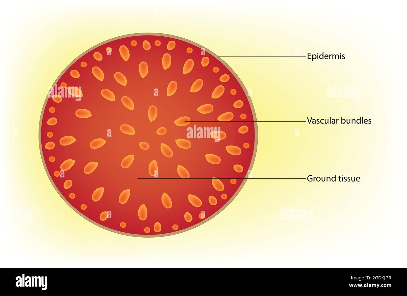 Querschnitt des Monocot-Stammes, Monocot-Stammes-Querschnitt, kreisförmige hohle axiale Teil der Pflanze, die zu Knoten, Internodien gibt Stock Vektor