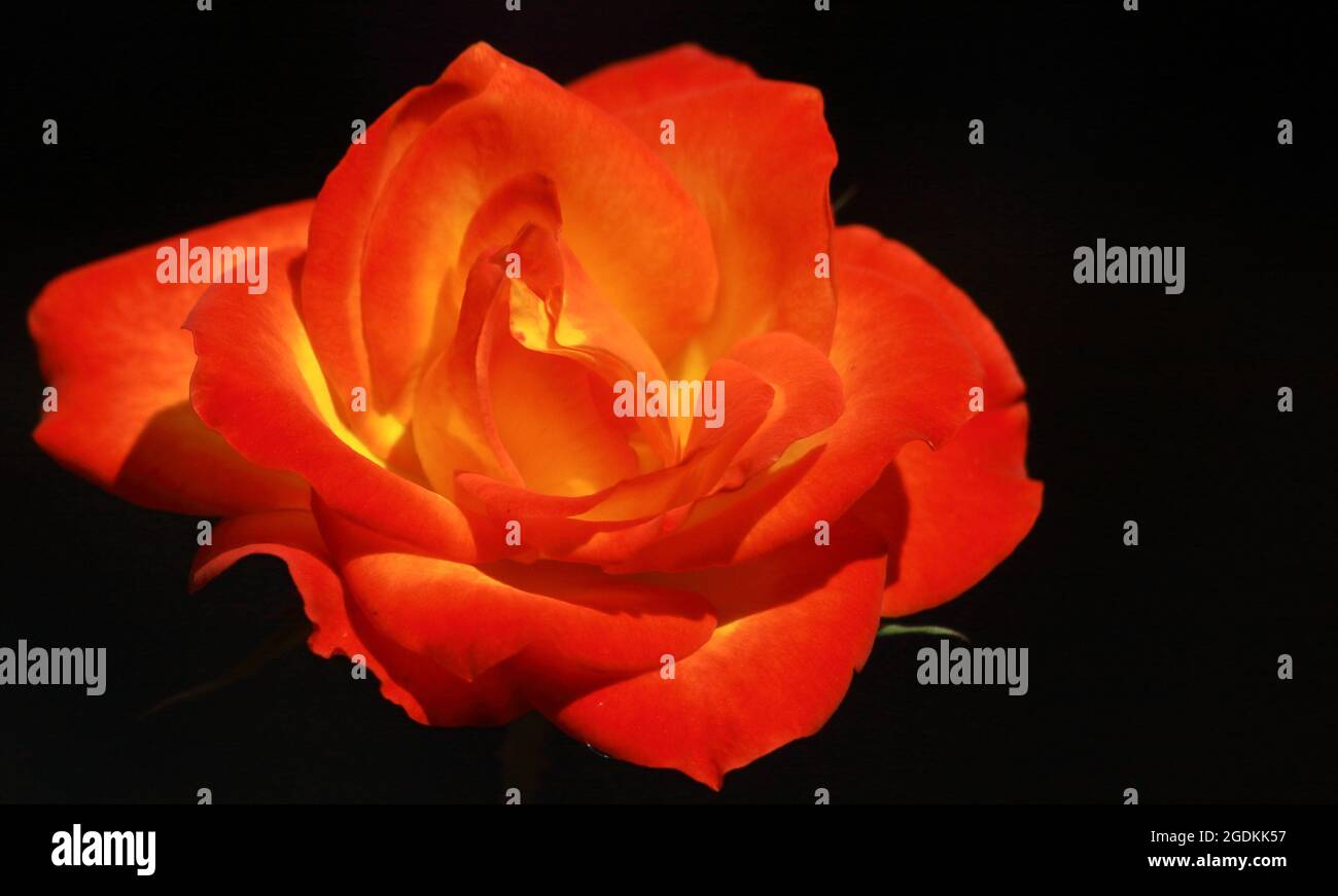 Nahaufnahme einer schönen roten Rose mit dunklem Hintergrund Stockfoto