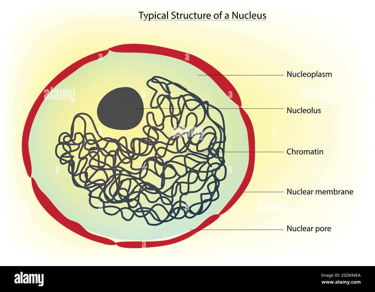 Nucleus, membrangebundenes Organell, das die Chromosomen der Zelle enthält. Nukleoplasma, Nukleolus, Kernmembran, Chromatin, Kern und Nukleolus Stock Vektor