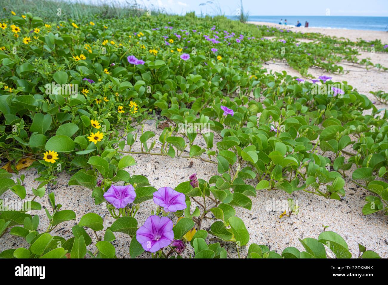 Dünenreben mit violetten und gelben Blumen am Mala Compra Park Beach in Palm Coast, Florida. (USA) Stockfoto