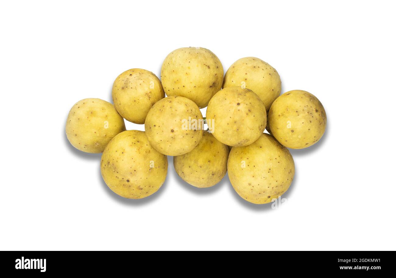 Longkong Frucht, die während der Regenzeit von Thailand herauskommt. Reife Früchte bereit zu essen. Beschneidungspfad. Stockfoto