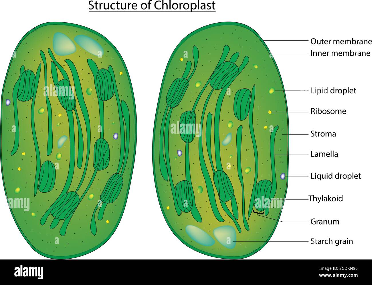 Funktion Der Chloroplasten Einer Pflanzenzelle Chloroplasten Aufbau Chloroplast Struktur In Den Zellen Von Pflanzen