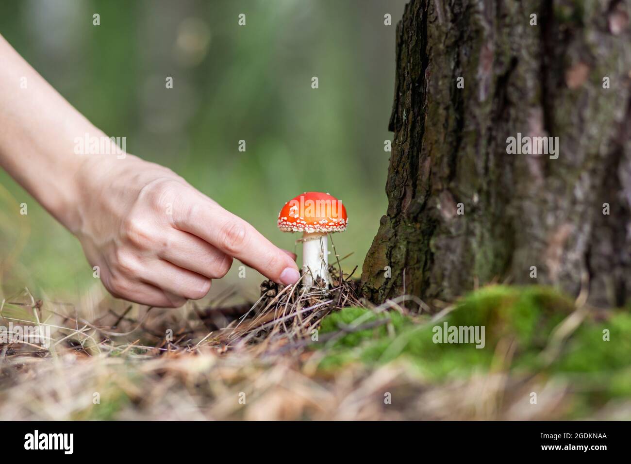 Eine Frau streckt sich mit der Hand aus, um eine Pilzfliege zu pflücken. Ein ungenießbarer Pilz ist eine rote Fliege-Agarie in der Nähe eines Baumes. Wald giftiger Pilz rot f Stockfoto