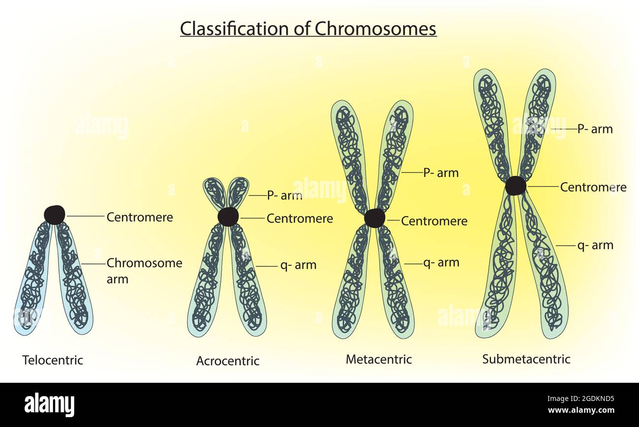 Klassifizierung von Chromosomen Zentromer, Chromosomenklassifikationen, Zentromere Lage, Zentromere Typen, Chromosomen Anatomie, Beschriftetes Diagramm Stock Vektor Klassifizierung von Chromosomen Zentromer, Chromosomenklassifikationen, Zentromere Lage, Zentromere Typen, Chromosomen Anatomie, Beschriftetes Diagramm Stock Vektor