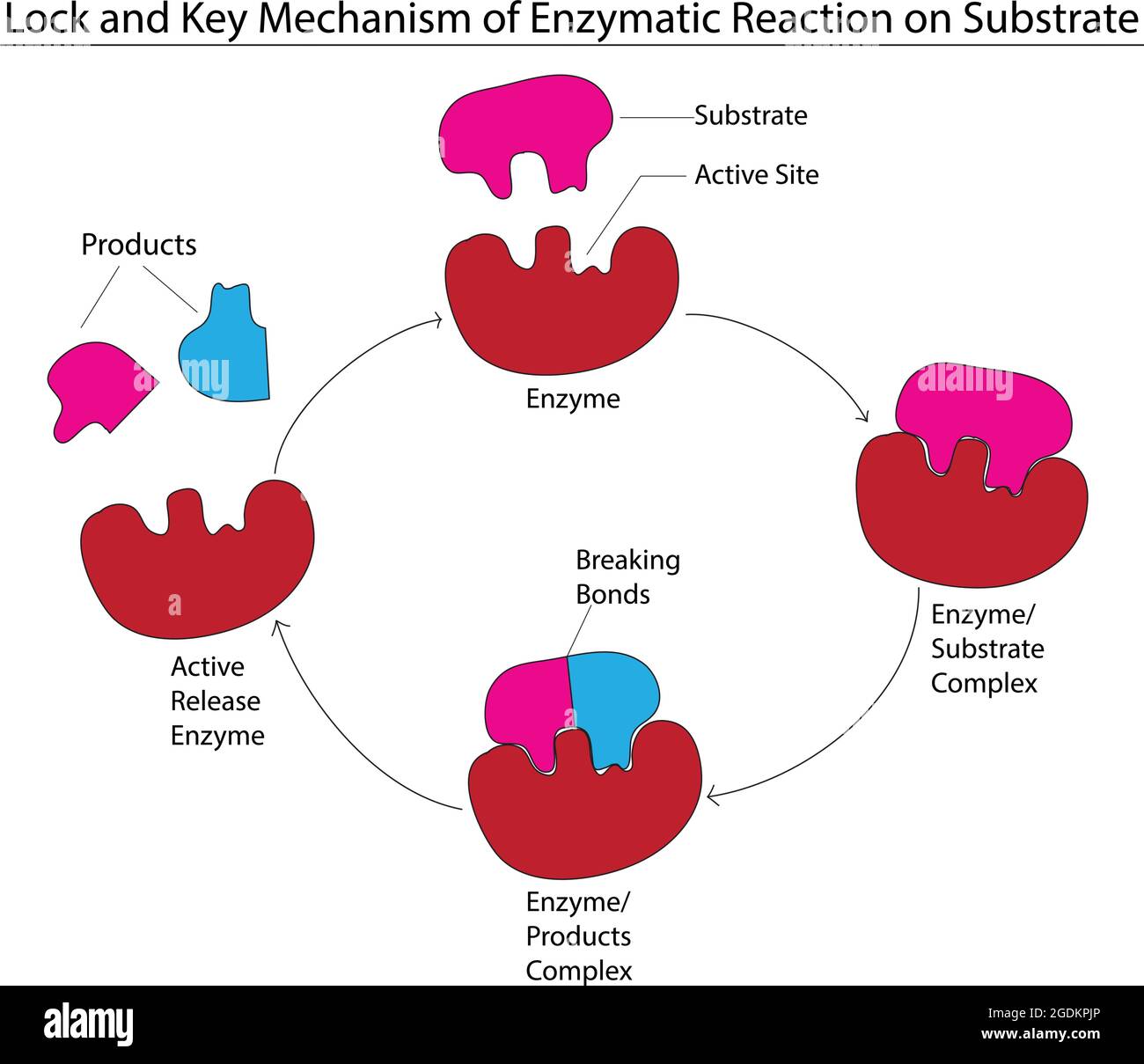 Schloss- und Schlüsselmodell des Enzyms, Biologisches Modell des Schlosses und Schlüsselmechanismus, Schritte der Enzym- und Substratreaktion, Reaktionsmodell des Enzyms, enzymatisch Stock Vektor
