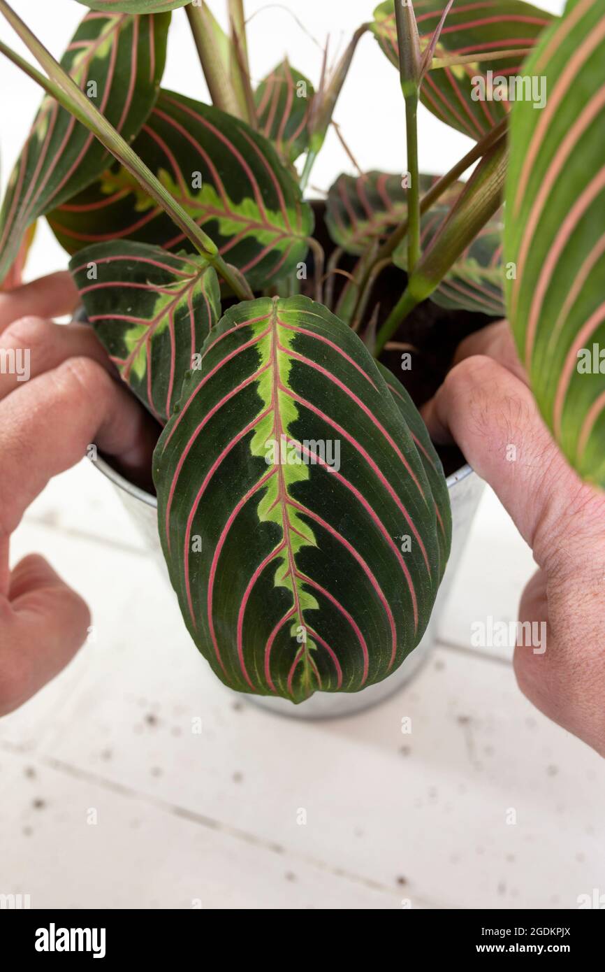 Pflanzen der Gebetspflanze Maranta Leuconeura, Fascinator Tricolor, in  einen Topf. Zimmerpflanze mit weiem Holz Hintergrund Stockfotografie -  Alamy
