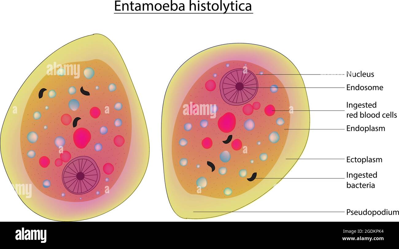 Biologische Anatomie von Entamoeba histolytica, anaerobe parasitäre Amöbe, detailliertes Diagramm und Anatomie von Entamoeba histolytica, Königreich Protista Stock Vektor