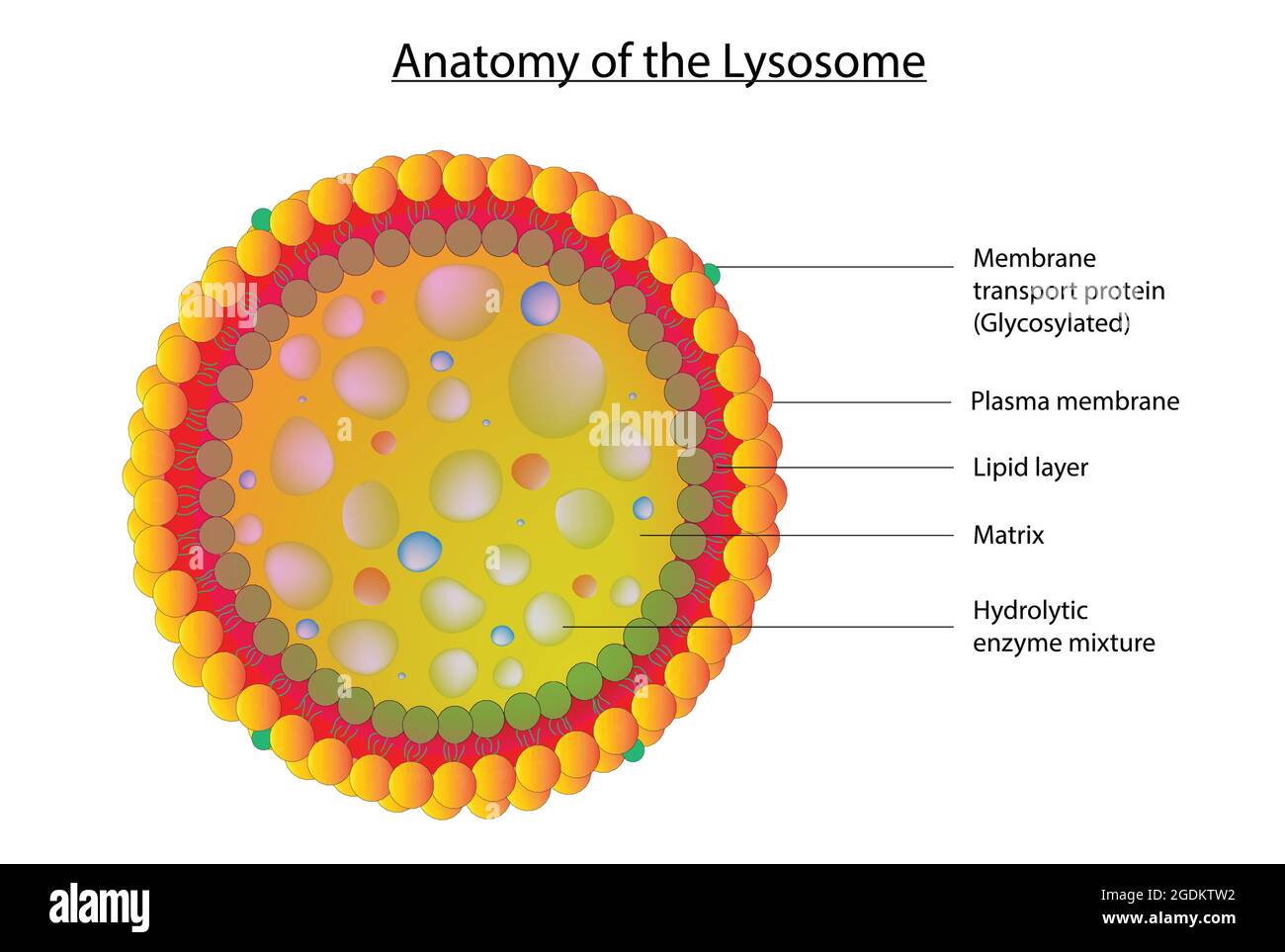 Biologische Anatomie des Lysosomen, detaillierte Anatomie des Lysosomen, lysosomale Struktur, Selbstmordbeutel der Zelle, Selbstmordbeutel einer tierischen Zellanatomie Stock Vektor