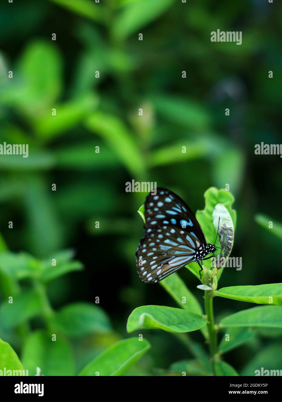 Schwarz-blauer Tiger-Schmetterling mit schönem Muster auf den Flügeln sitzt auf einer Blume in einem üppigen, grünen Garten an einem Sommermorgen Stockfoto