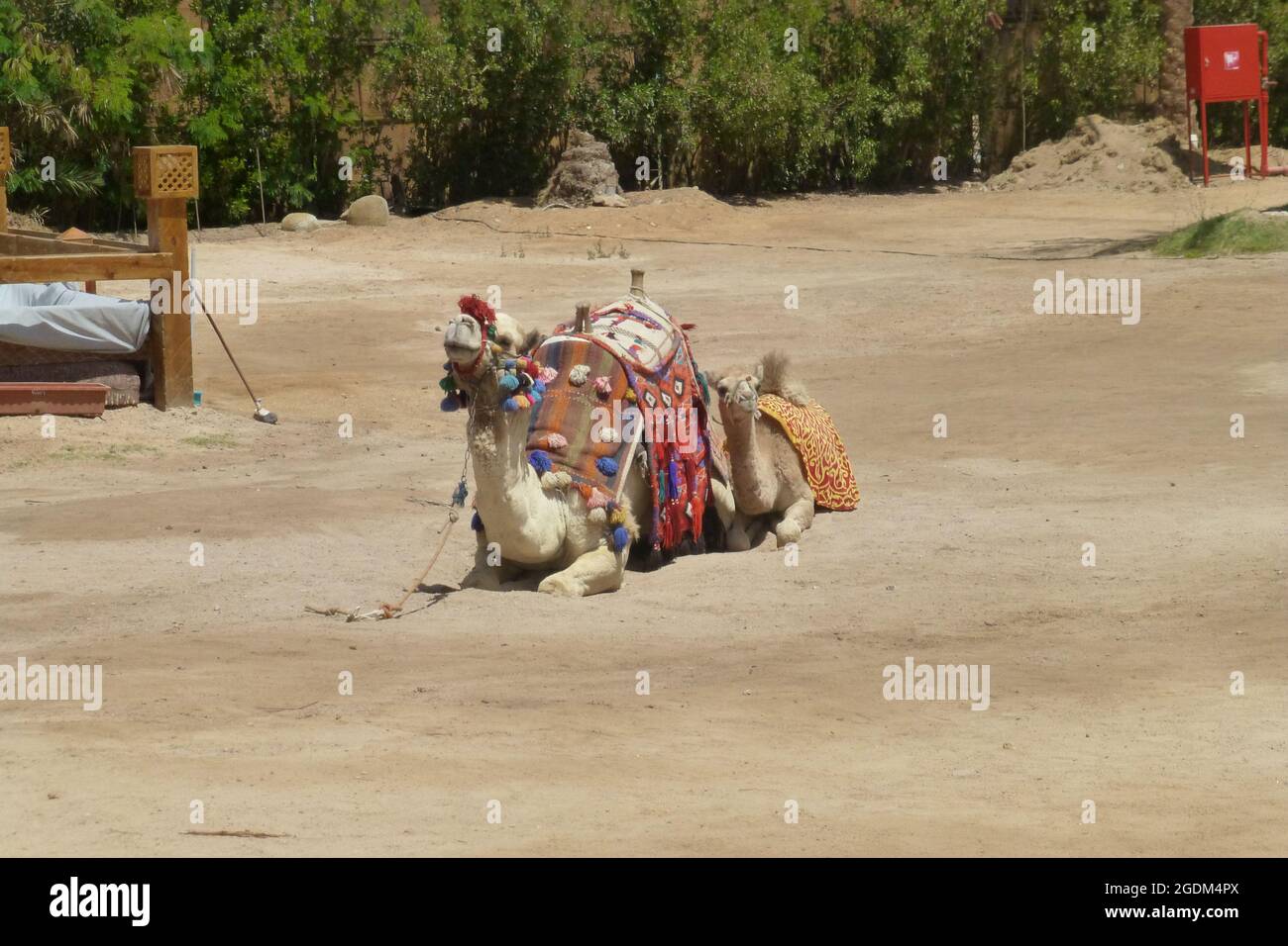 Kamel in Sharm El Sheikh Ägypten sitzend heiße sonnige Hitze Ort Mist Sandwüste Decke Glocken Ruhe Araber Hitze Sattel Rest Tier Stockfoto