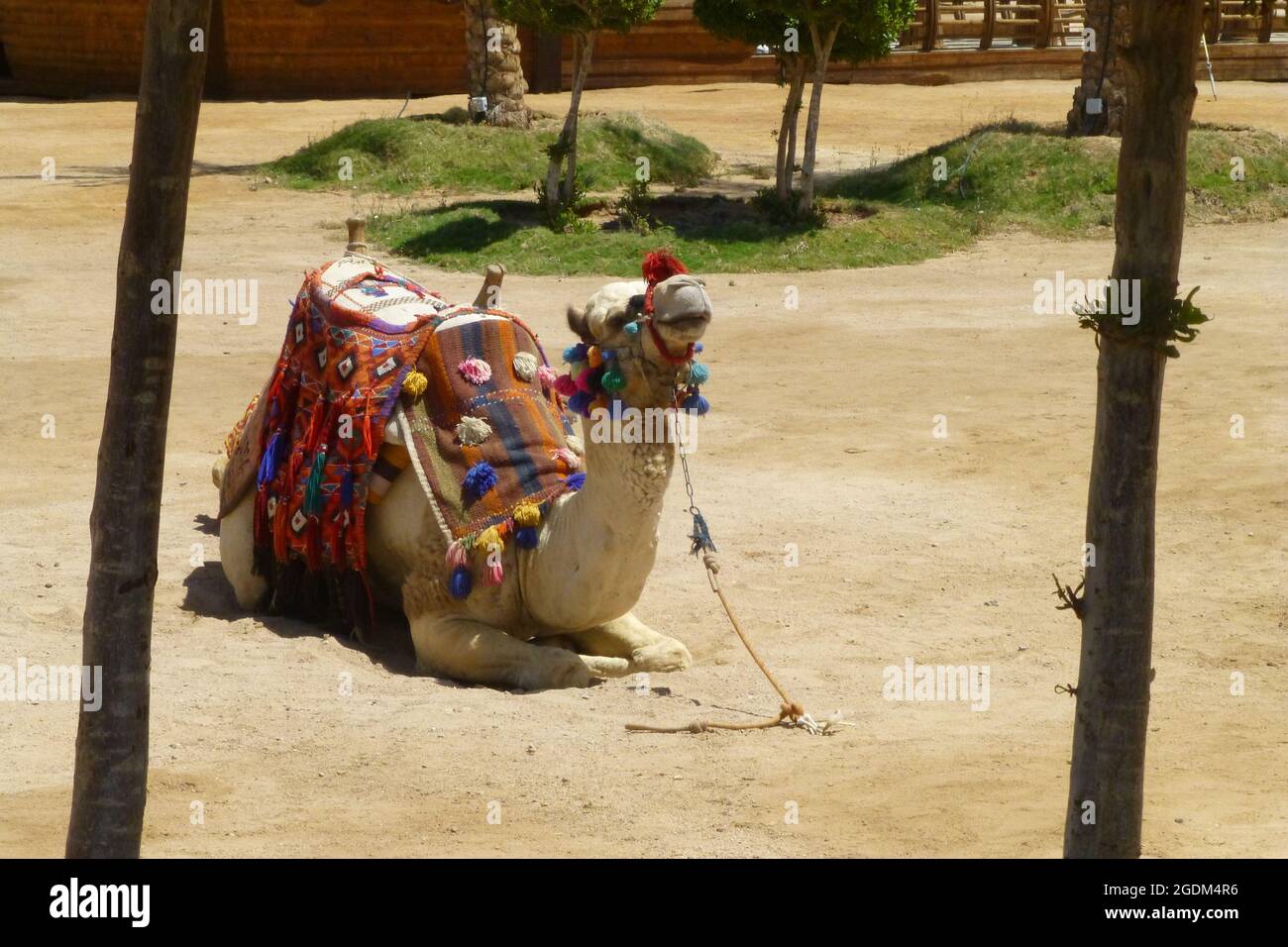 Kamele in Sharm El Sheikh Ägypten sitzen Seilseile ruhen Tier geparkt heißes sonniges Wetter Araber Zug farbigen Sattel sitzen sitzen sitzen Stockfoto