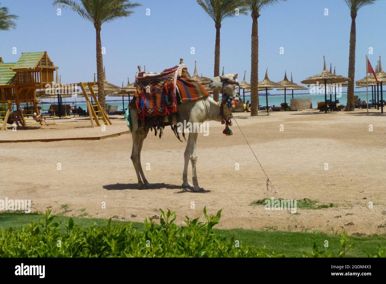Kamele in Sharm El Sheikh Ägypten Strand Meer Arabische Araber Palmen Baum Sand Ufer Gras heiße Sonne sonnigen Ort Menschen entspannte Tiere Tiere Stockfoto