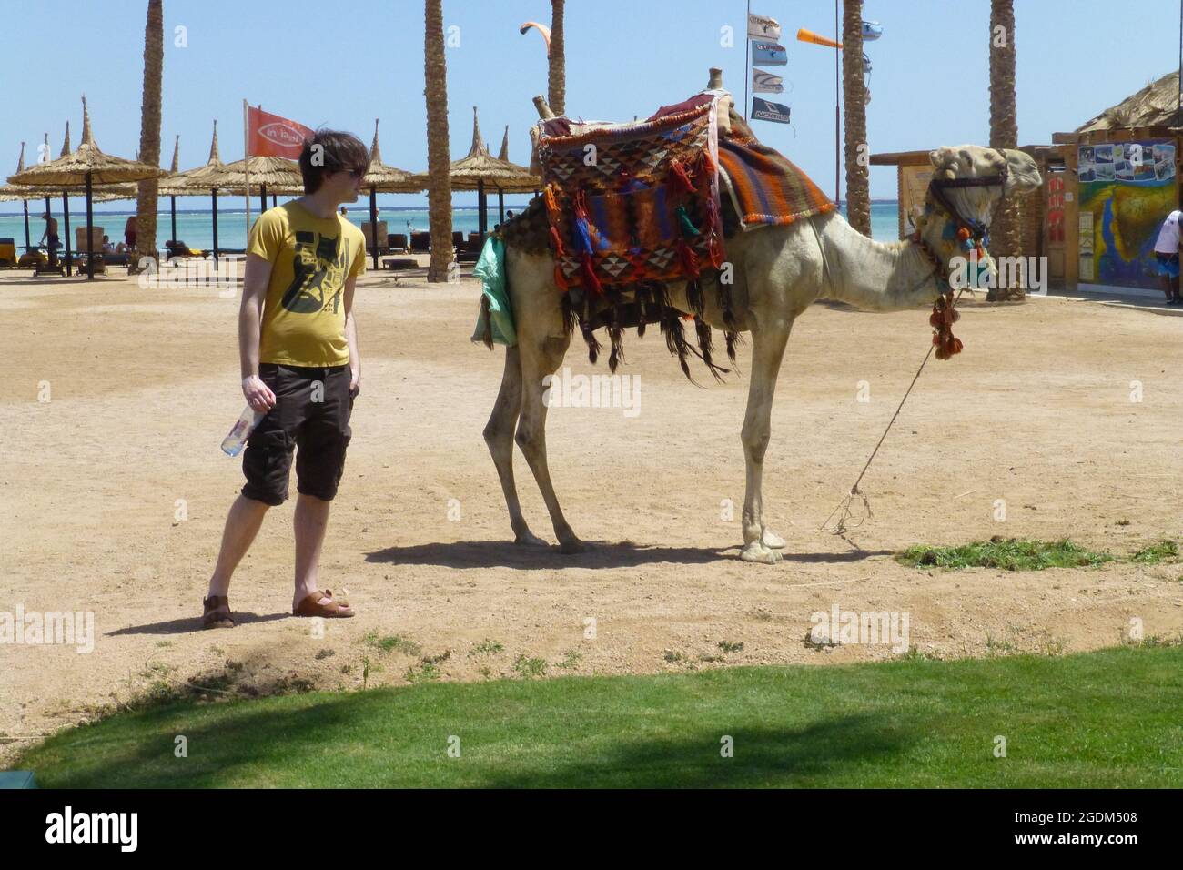 Kamele in Sharm El Sheikh Ägypten Mann hält Wasserflasche auf Strand Tiere gebunden Seil Sattel Decke Strand heißer Sand Life Boy Mann Stockfoto