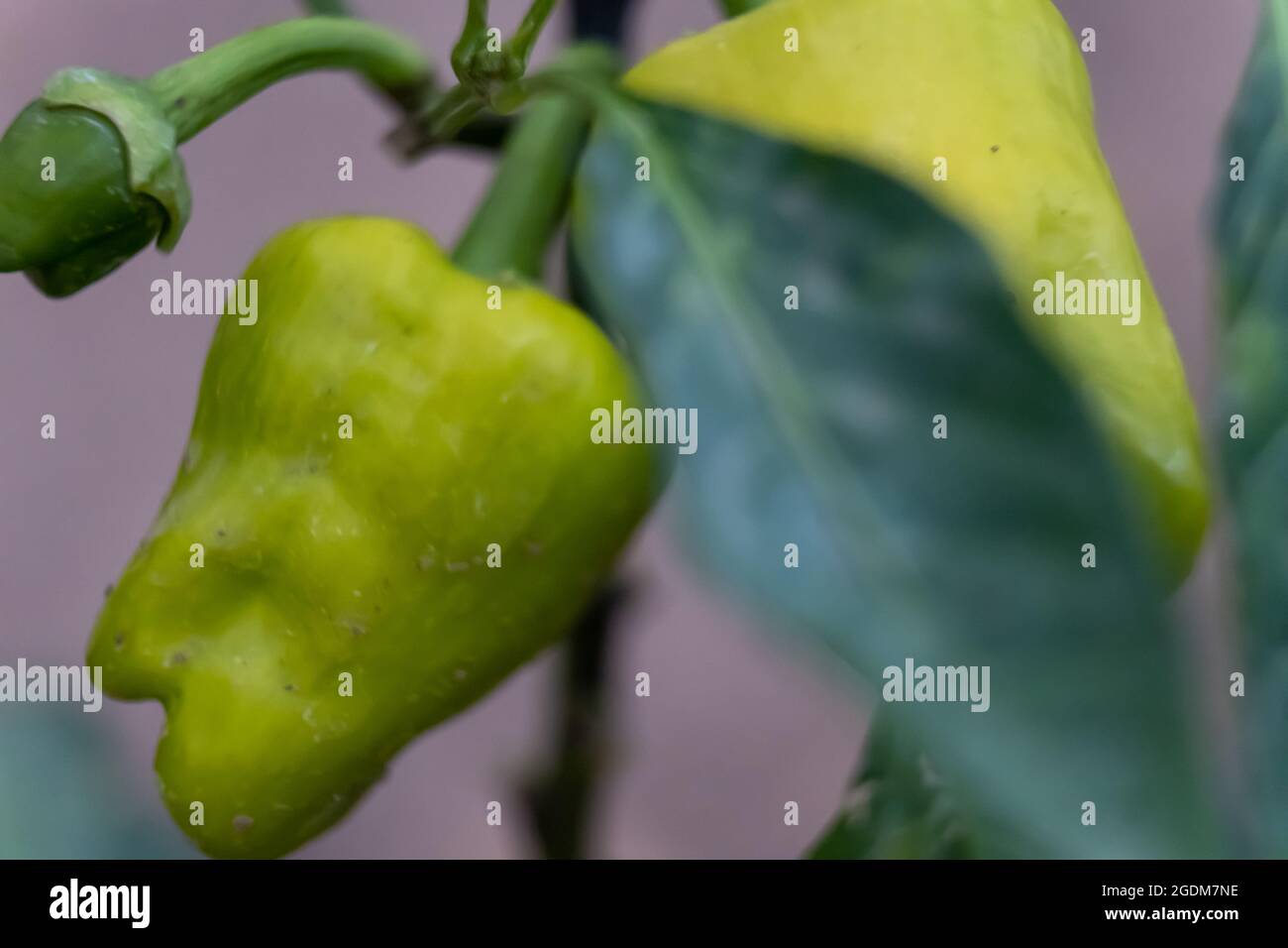 Isoliertes Foto von gesunden gefüllten grünen Pfeffer im Garten kultiviert, Bio-Lebensmittel-Konzept eines grünen Pfeffer im Gewächshaus Stockfoto