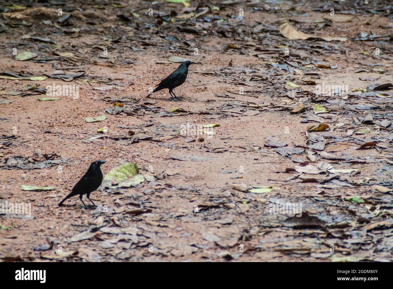 Bronzed Cowbird Molothrus aeneus in Cockscomb Basin Wildlife Sanctuary, Belize. Stockfoto