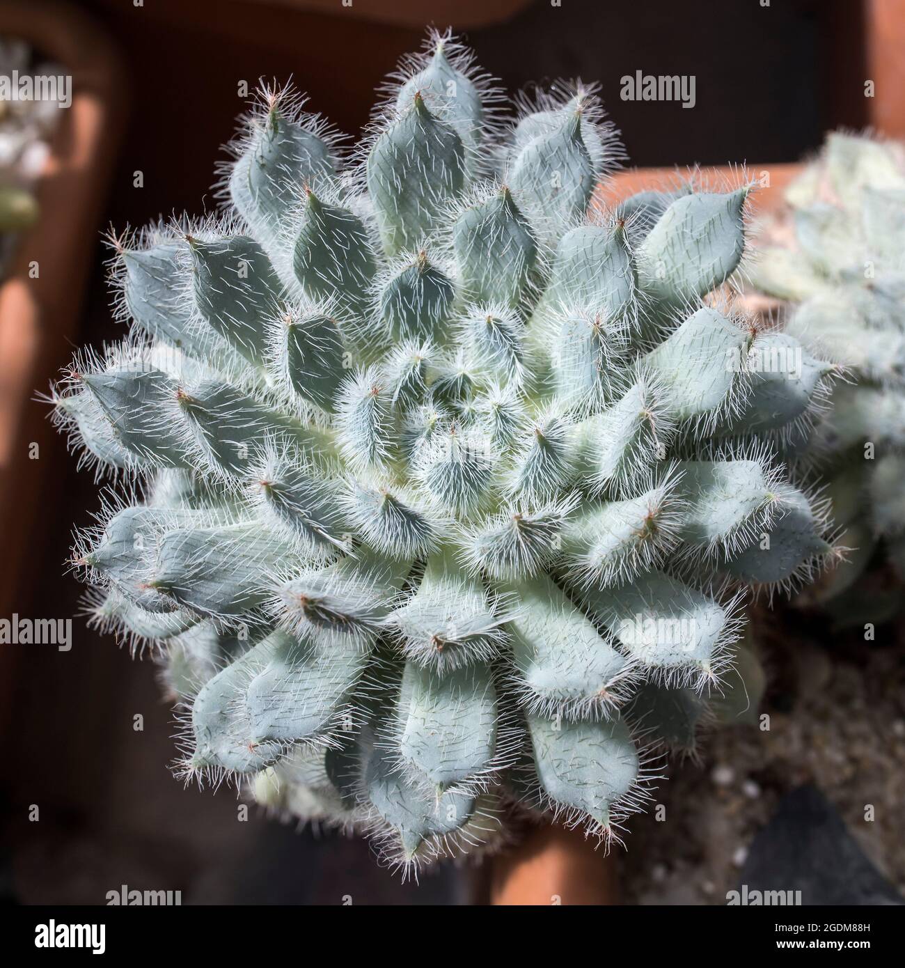 Sukulente Pflanze Echeveria setosa Rose Purpus (mexikanischer Feuerwerkskörper) im Topf. Quadratischer Rahmen Stockfoto