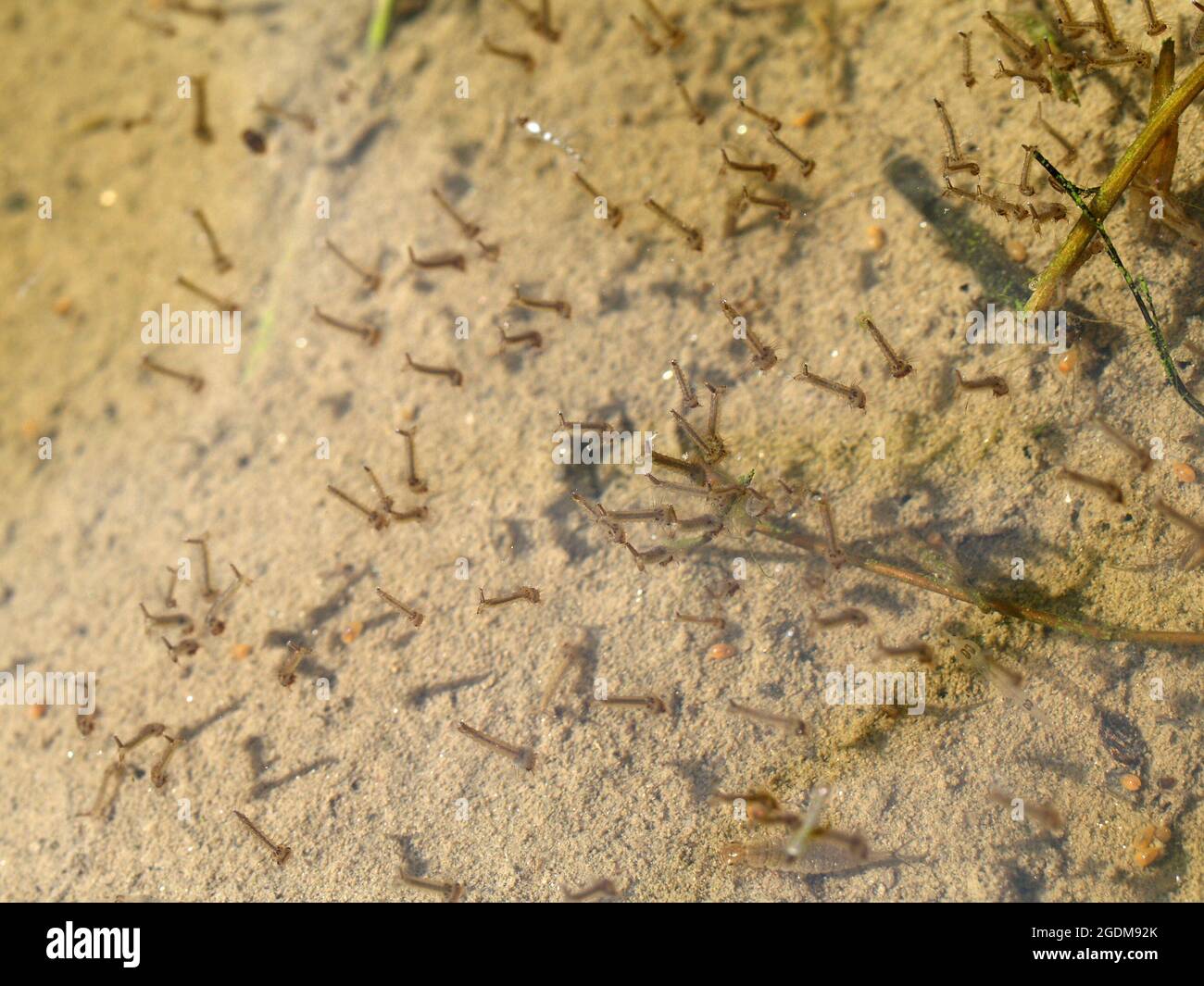 Sandfliege biss Fotos und Bildmaterial in hoher Auflösung Alamy
