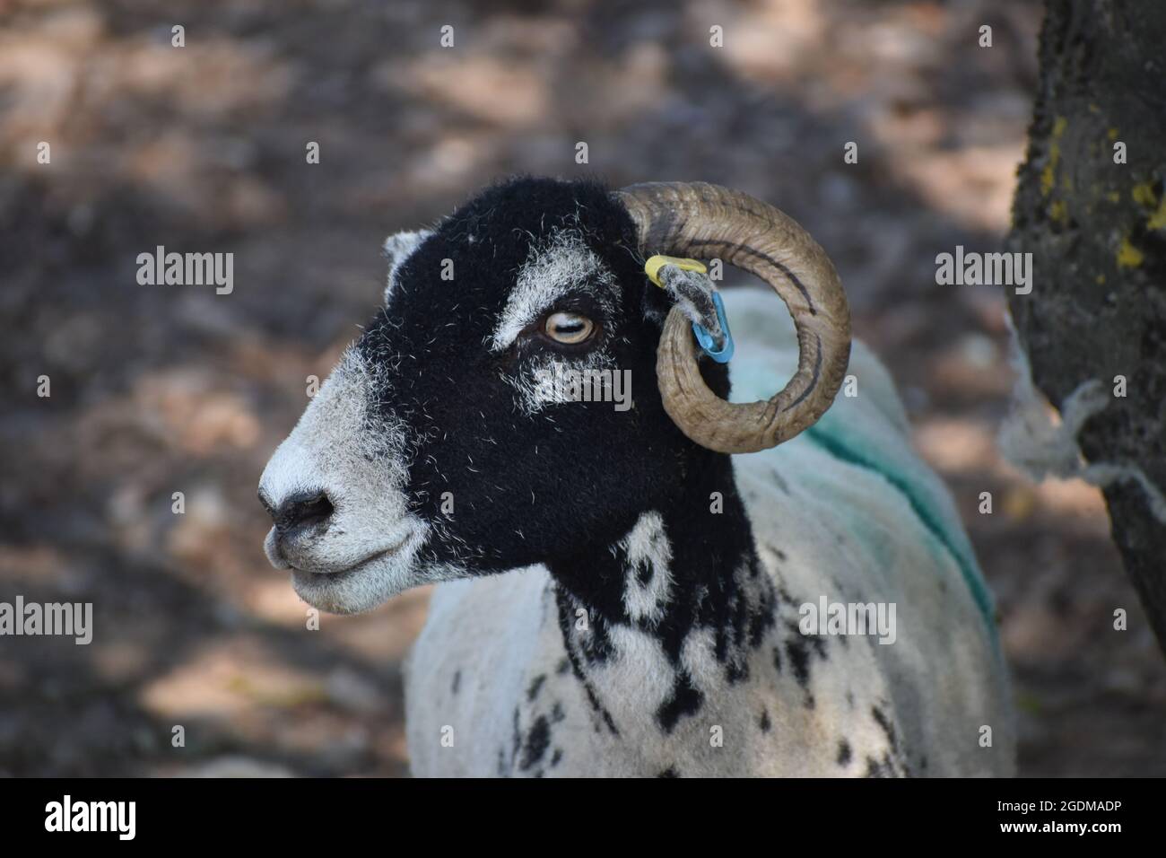 Swaledale Schafe Nahaufnahme Stockfoto