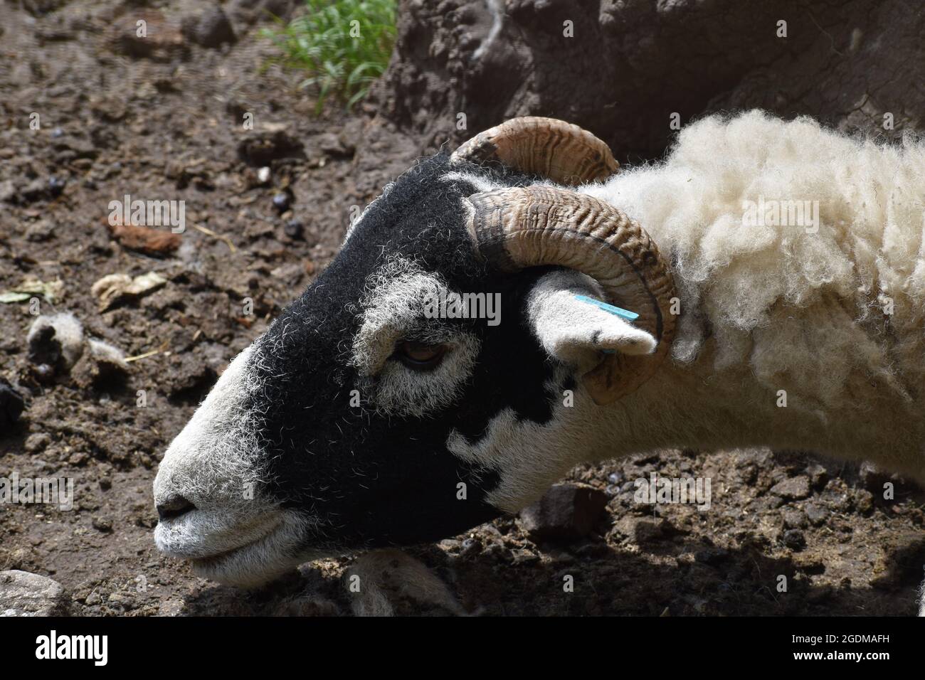 Swaledale Schafe Nahaufnahme Stockfoto