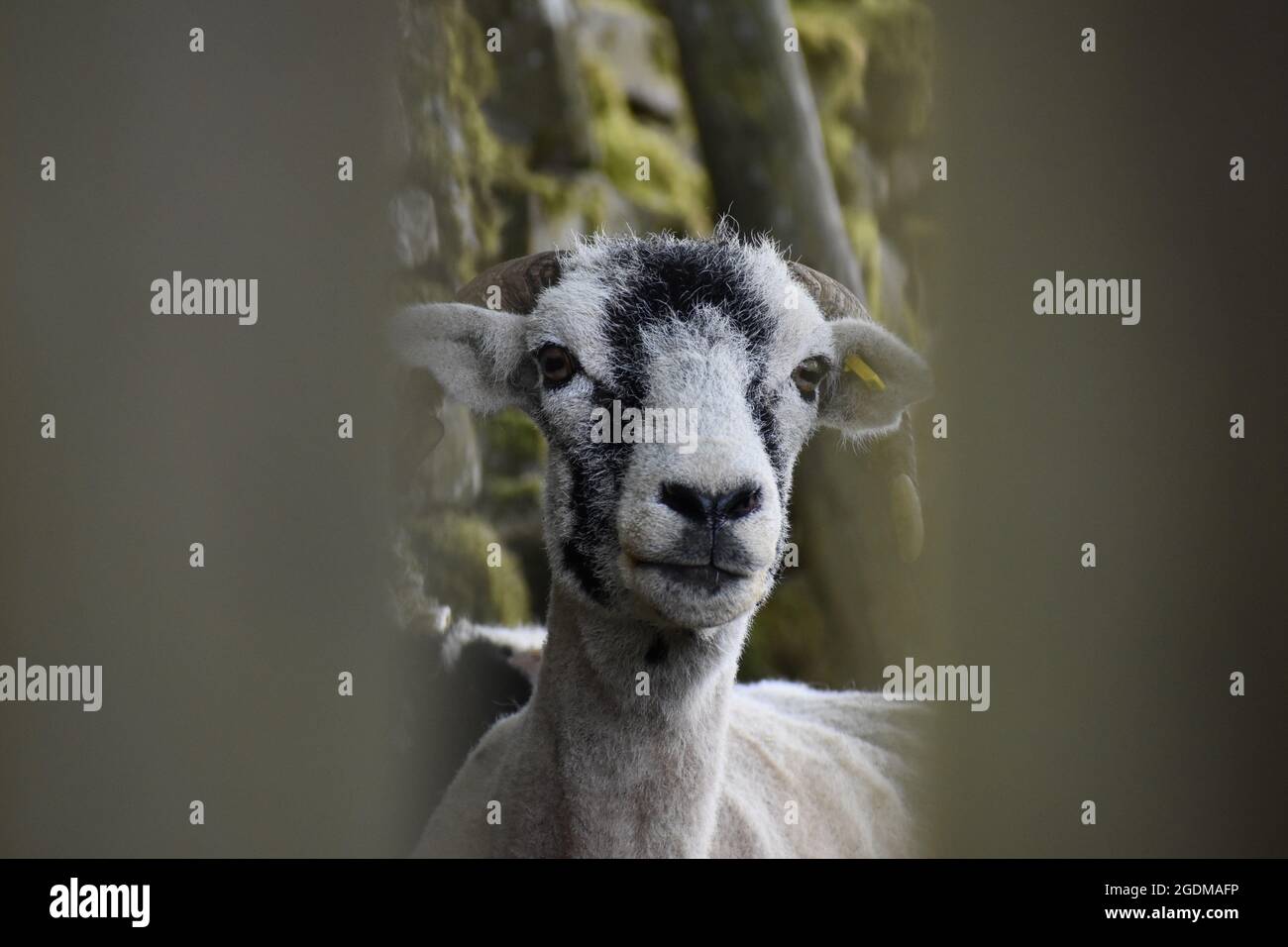 Swaledale Schafe Nahaufnahme Stockfoto