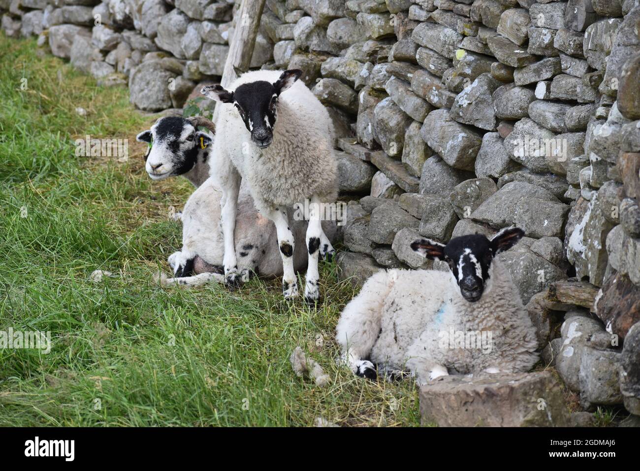 Swaledale Schafe Nahaufnahme Stockfoto