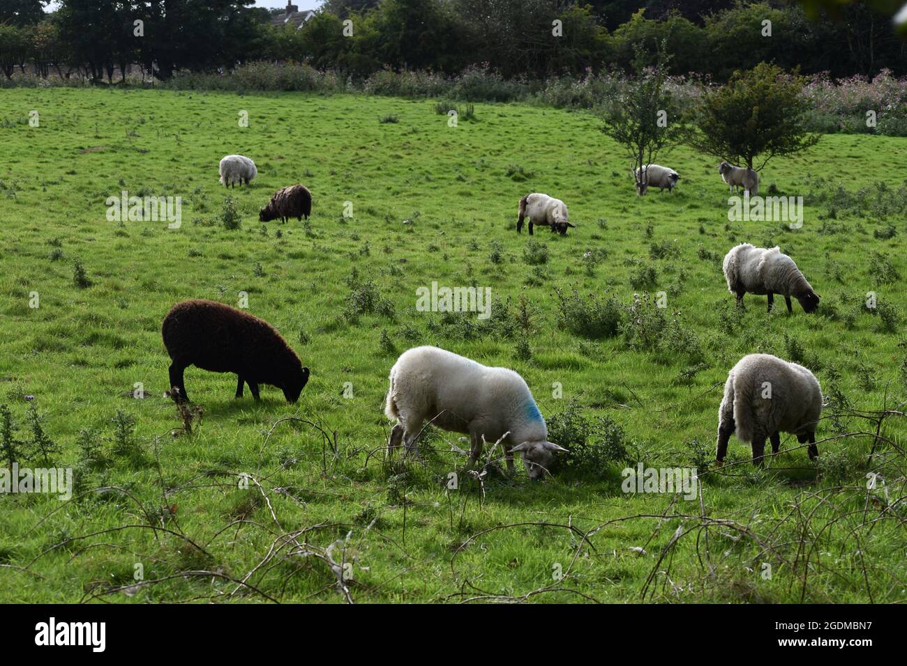 Swaledale Schafe Nahaufnahme Stockfoto