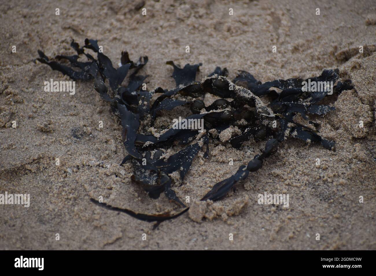 Algen am Sandstrand Stockfoto