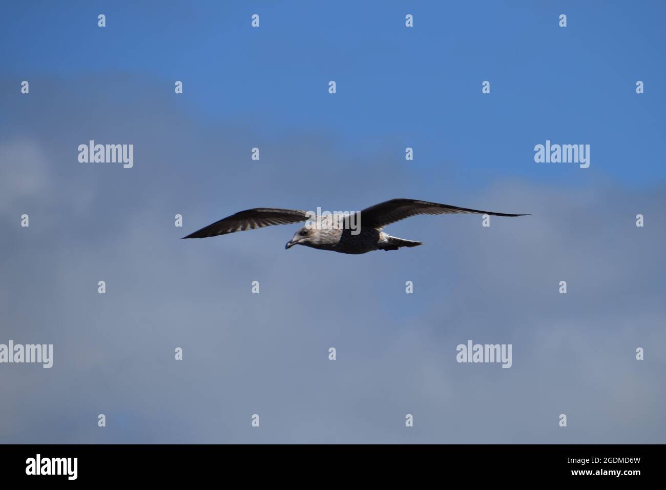Möwe im Flug Stockfoto
