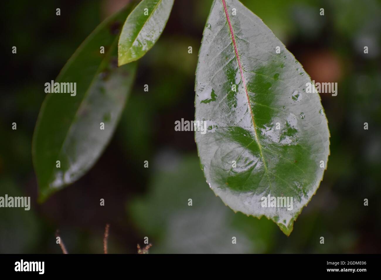Regentropfen auf Grannblättern Stockfoto