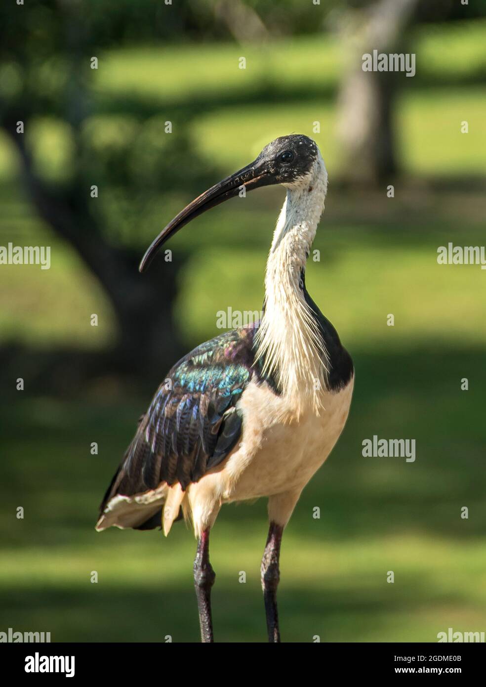 Strohhalskäse, threskiornis spinicollis, seitlich blickend, im Garten, Queensland, Australien. Großer, schwarz-weißer, abstammender Vogel. Stockfoto