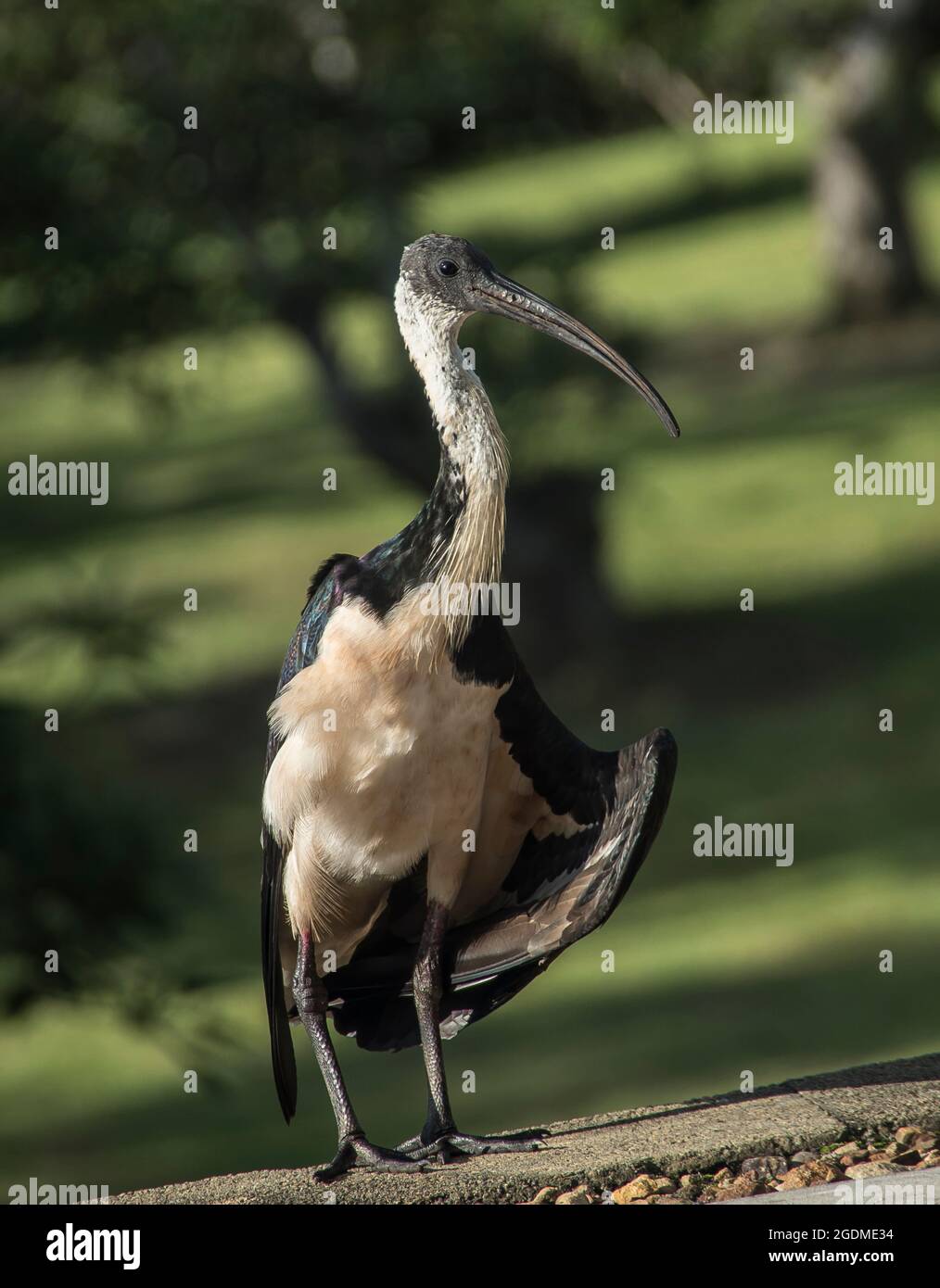 Strohhalsiden-Ibisse, threskiornis spinicollis, aufgerichtet und seitwärts blickend, im Garten, Queensland, Australien. Großer, schwarz-weißer, abstammender Vogel. Stockfoto