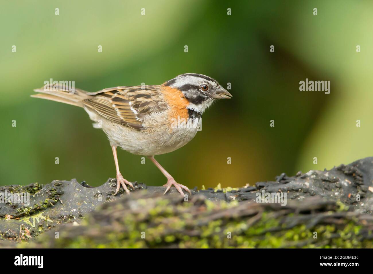 Rothalsspatze ((Zonotrichia capensis) Stockfoto