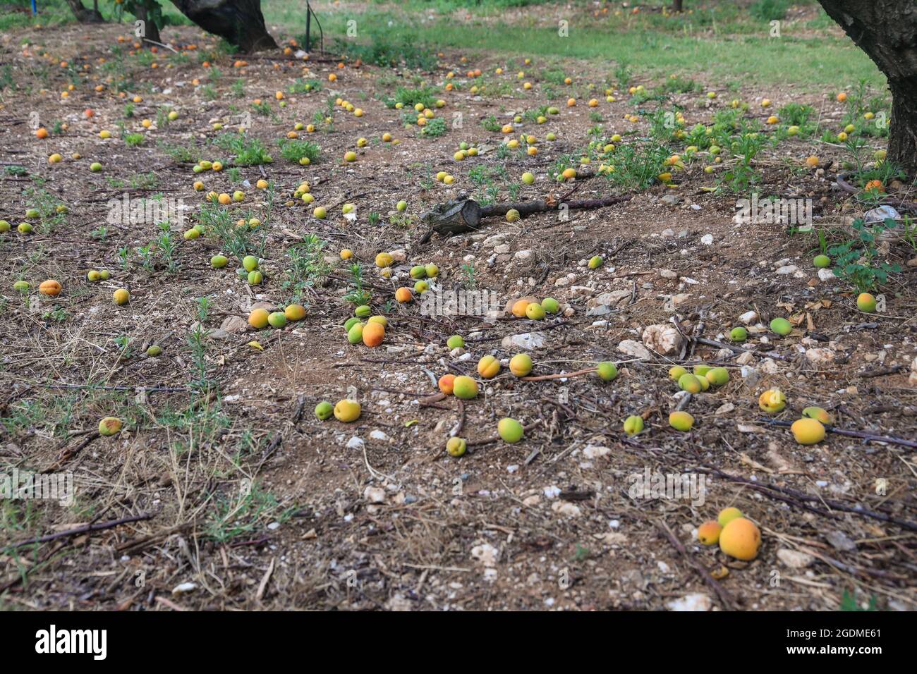 Gefallen Aprikosen auf dem Boden in einem Obstgarten durch Frost zerstört Stockfoto