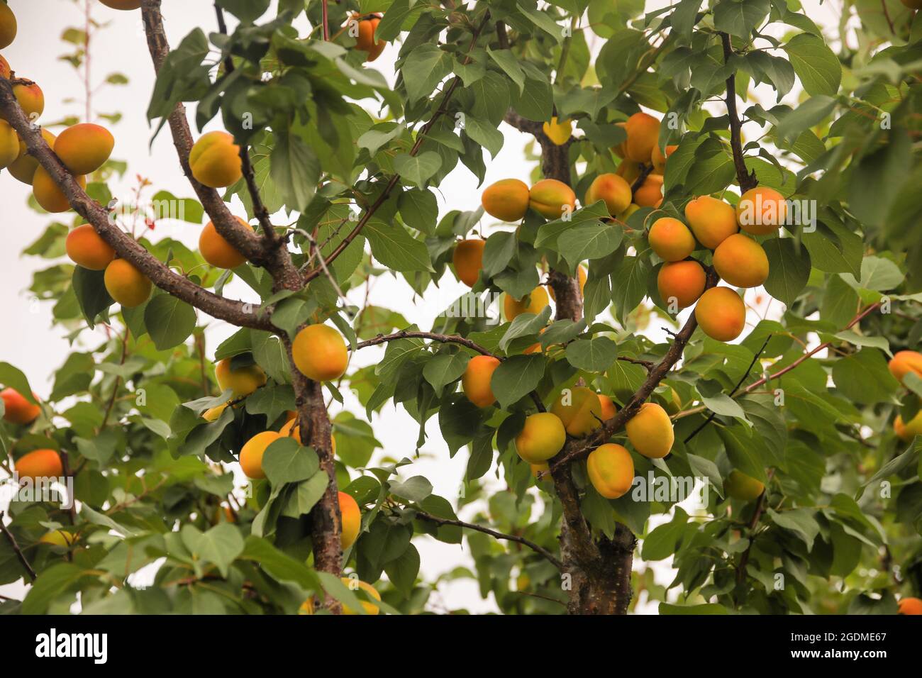 Süße Aprikosen Früchte wachsen auf einem Pfirsichbaum Zweig Stockfoto