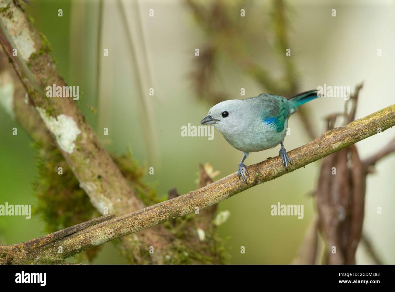 Blau-graue Tanager (Thraupis Episcopus) Stockfoto