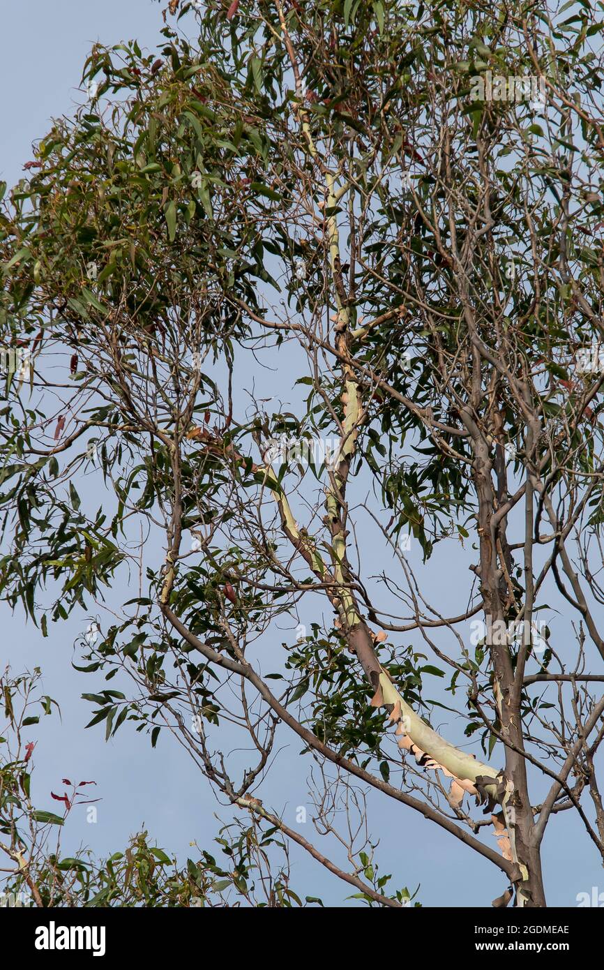 Großer, anmutiger, nach Zitrone duftender Gummibaum (Fleckgummi, Corymbia citriodora), der im Garten von Queensland, Australien, wächst. Sonniges Frühlingswetter, blauer Himmel. Stockfoto