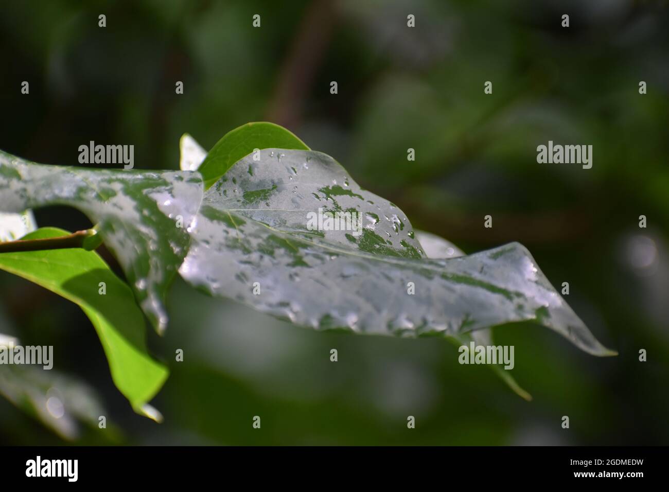 Regentropfen auf Grannblättern Stockfoto