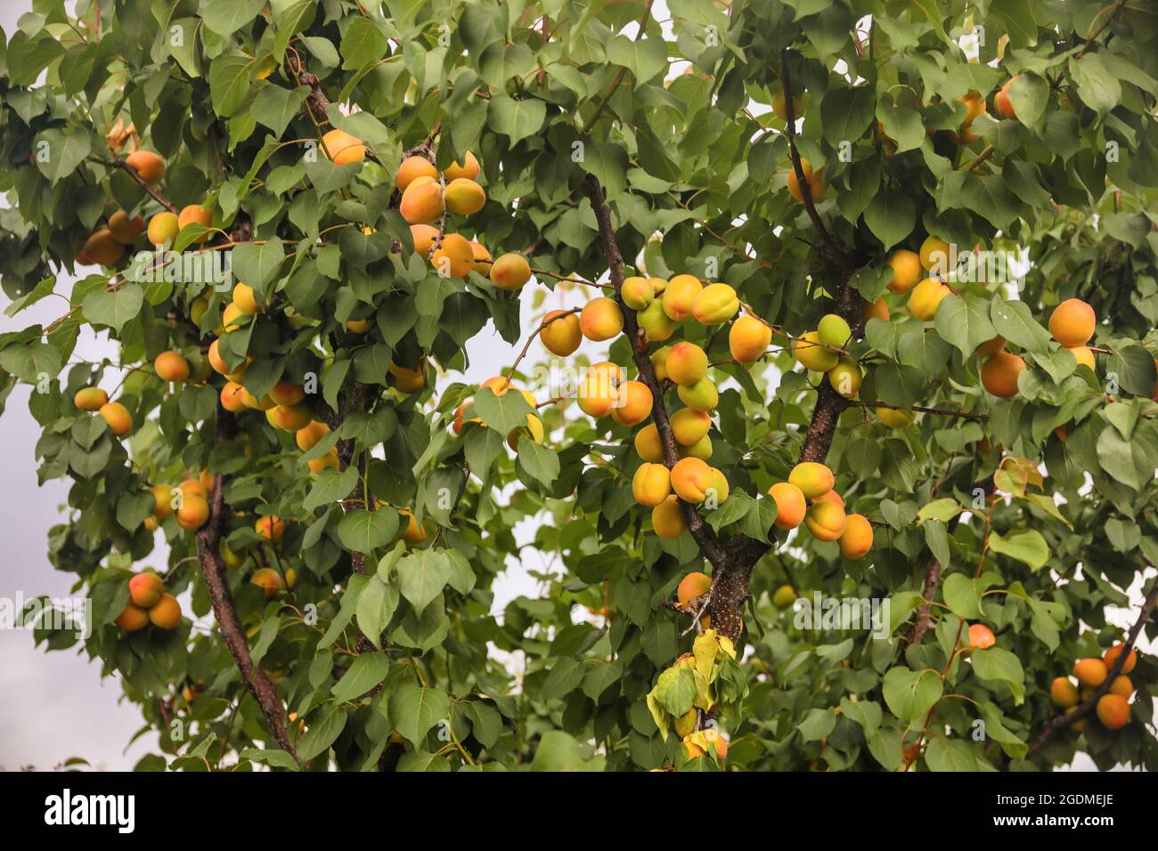 Süße Aprikosen Früchte wachsen auf einem Pfirsichbaum Zweig Stockfoto